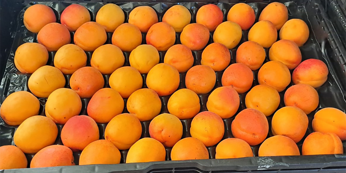 Albicocche: troppa offerta sul mercato, ma i prezzi tengono